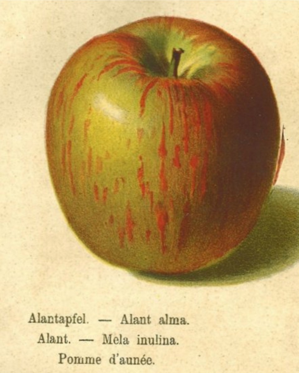 Historische Abbildung eines grünlichen Apfels mit roten Streifen; Bund Lemgo