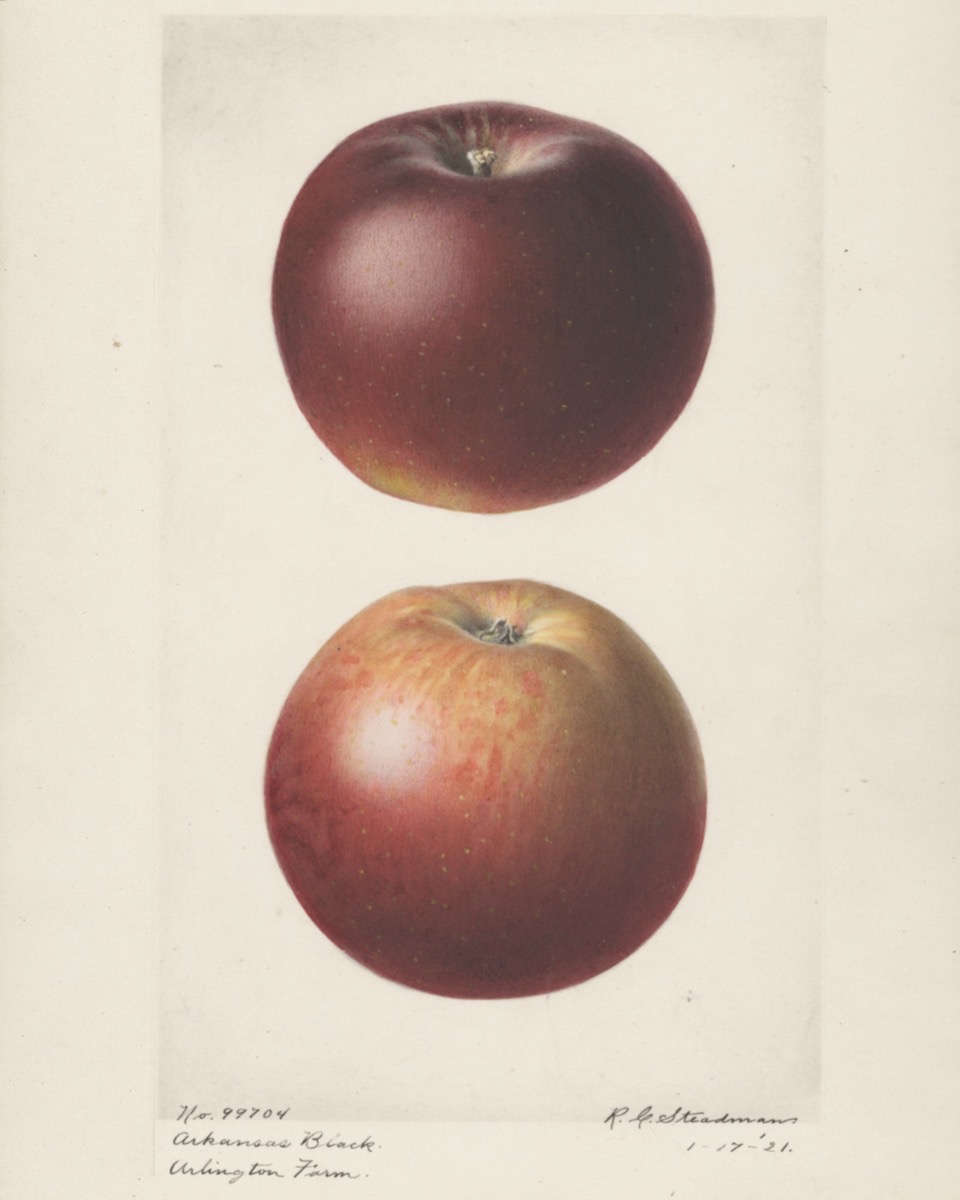 Historische Abbildung eines dunkelroten und eines rot-gelb-gesprenkelten Apfels; USDA