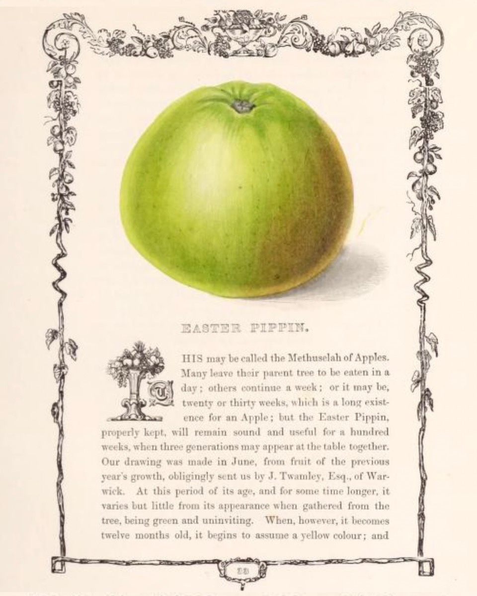 Abbildung einer Buchseite, ein grüner Apfel und Text sind mit einem Zierrahmen umgeben; Biodiversity Heritage Library