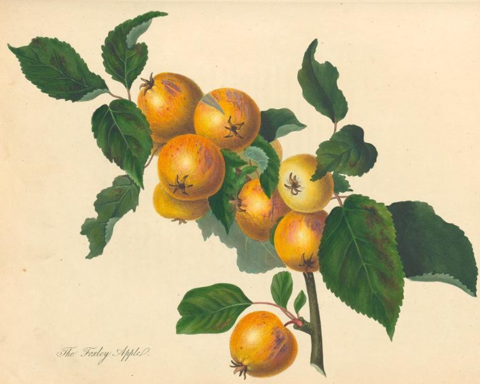 Historische Abbildung eines Astes mit Blättern und zahlreichen gelb-rötlichen Äpfeln; Biodiversity Heritage Library