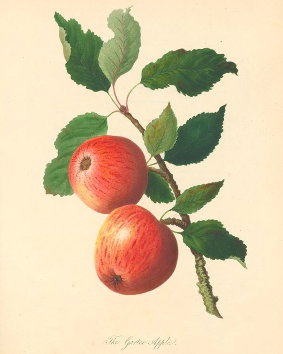 Historische Abbildung von zwei roten Äpfeln mit Zweig und Blättern; Biodiversity Heritage Library