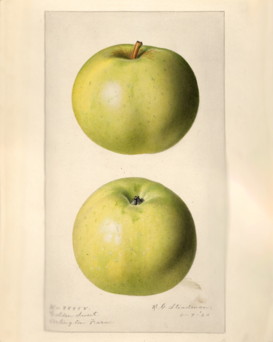 Historische Abbildung eines grünen Apfels in zwei Ansichten; USDA