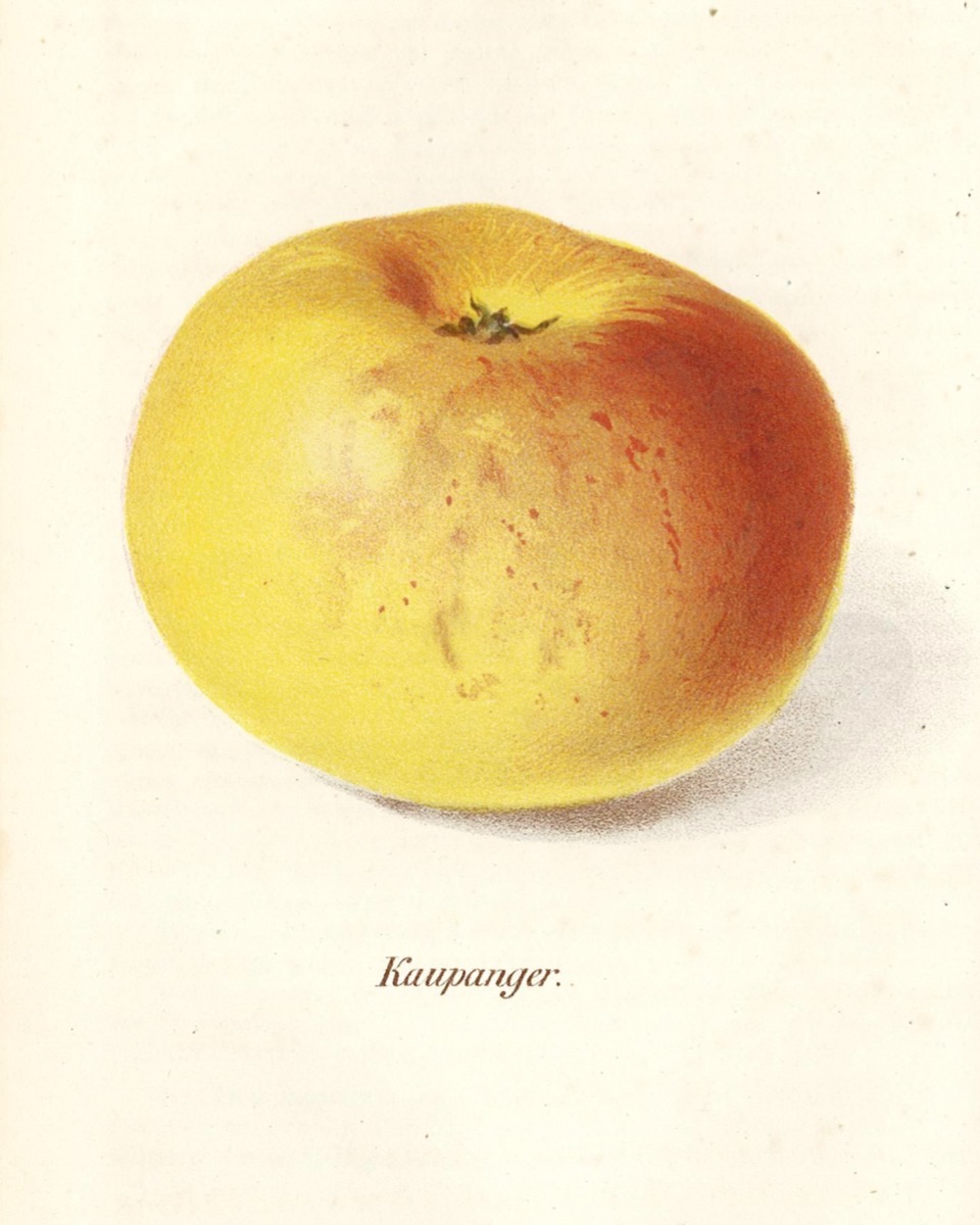 Historische Abbildung eines gelb-rötlichen Apfels; Deutsche Gartenbaubibliothek e.V.