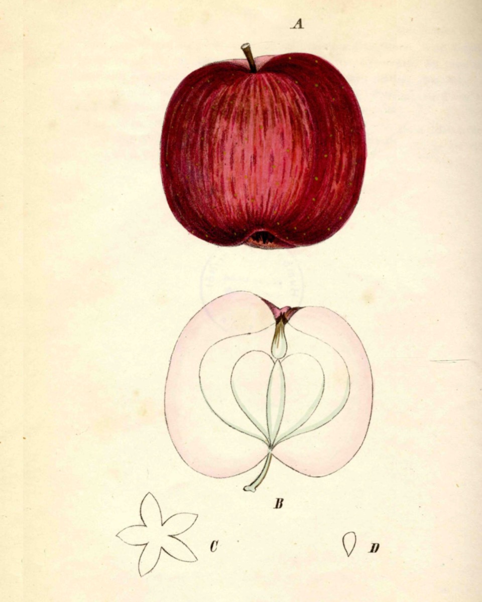 Historische Abbildung eines dunkelroten und eines aufgeschnittenen Apfels; Deutsche Gartenbaubibliothek e.V.