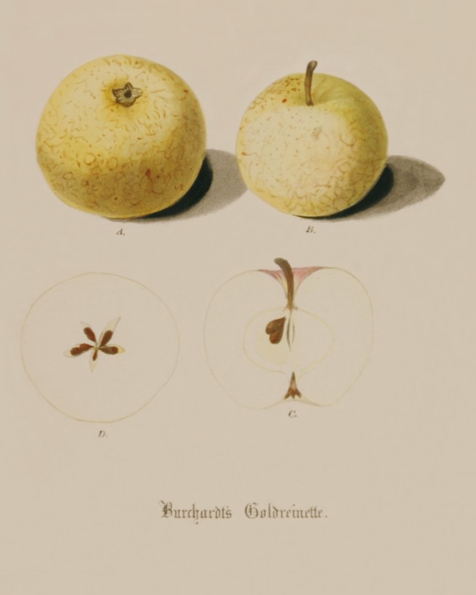 Historische Abbildung zweier gelblicher Äpfel und eines aufgeschnittenen Apfels; BUND Lemgo