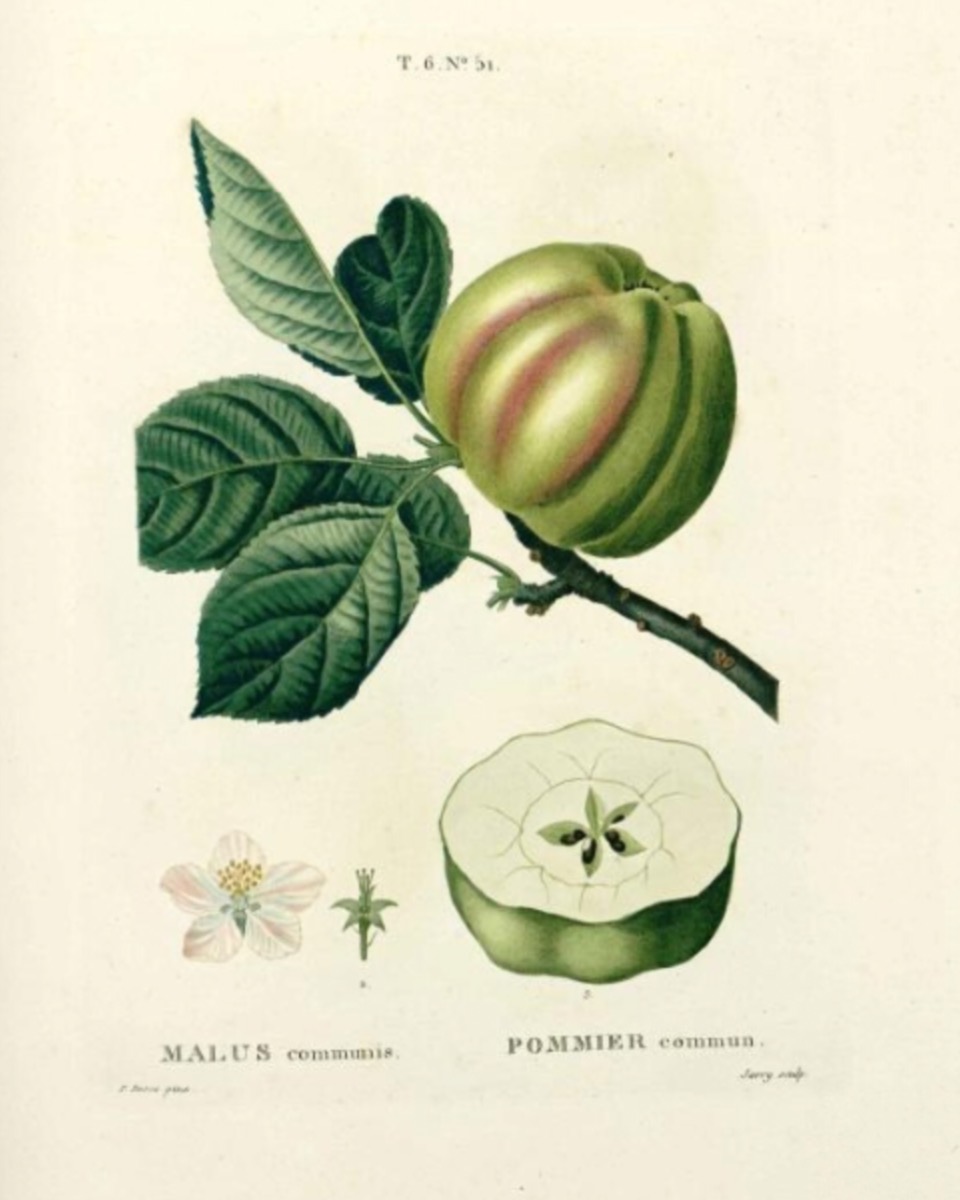 Historische Abbildung eines grünlichen Apfels am Zweig mit Blättern und eines aufgeschnittenen Apfels; Biblioteca Digital der Real Jardin Botanico de Madrid