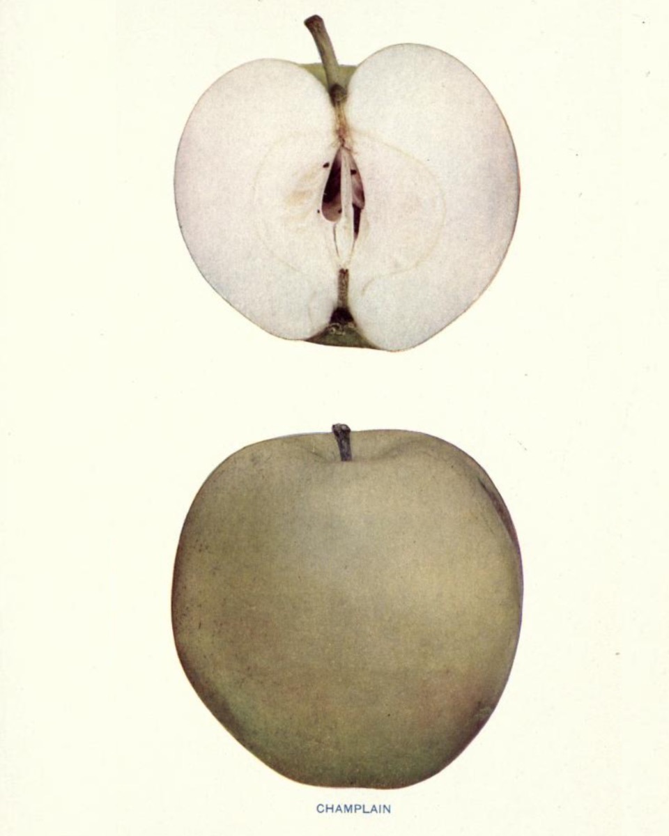 Historische Abbildung eines aufgeschnittenen und eines matt-grünen Apfels; Biodiversity Heritage Library