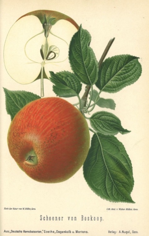 Historische Abbildung eines rötlichen Apfels mit Blättern und eines aufgeschnittenen Apfels; BUND Lemgo Obstsortendatenbank