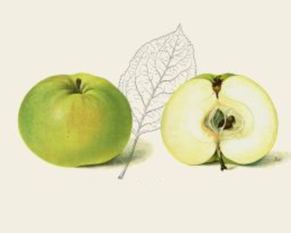 Historische Abbildung eines grünen und eines aufgeschnittenen Apfels, dazwischen ein skizziertes Blatt; BUND Lemgo