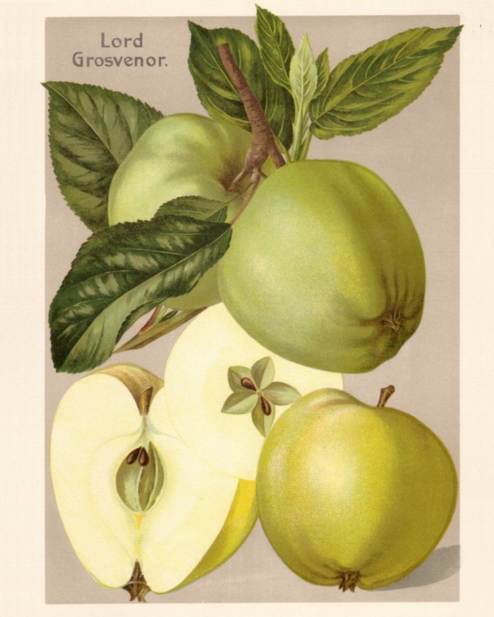 Historische Abbildung grünlicher Äpfel mit Zweig und Blättern sowie und eines aufgeschnittenen Apfels; BUND Lemgo