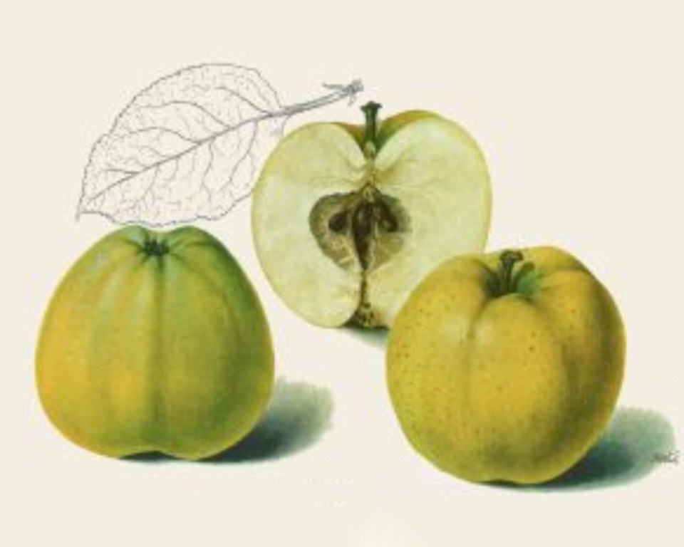 Historische Abbildung von zwei gelblich-grünen und eines aufgeschnittenen Apfels, dazu ein skizziertes Blatt; BUND Lemgo