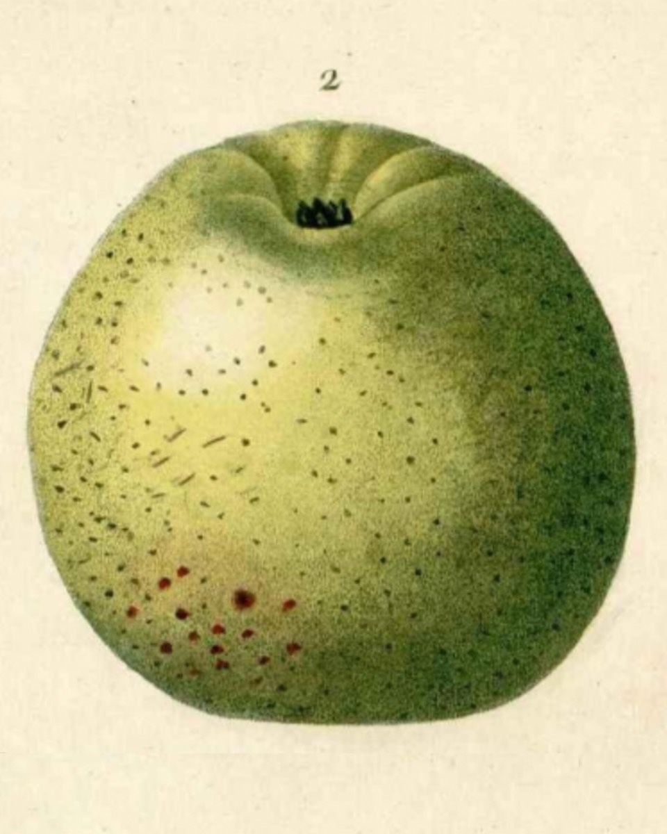 Historische Abbildung eines grünen Apfels mit zahlreichen Pünktchen; Real Jardin Botanico