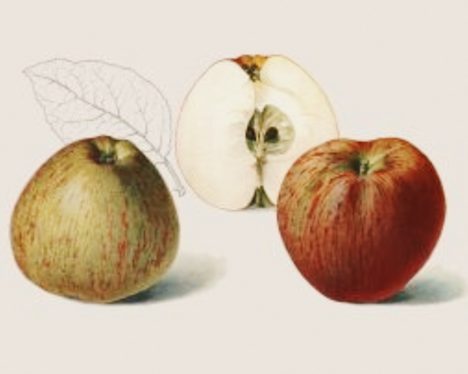 Historische Abbildung eines gelblich-grünen, eines roten und eines aufgeschnittenen Apfels; BUND Lemgo