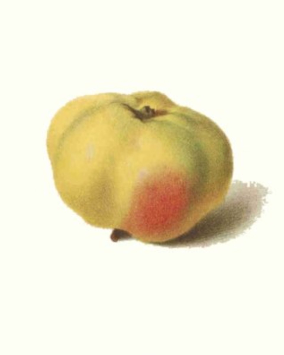 Historische Abbildung eines gelben Apfels mit eine rötlichen Stelle; BUND Lemgo