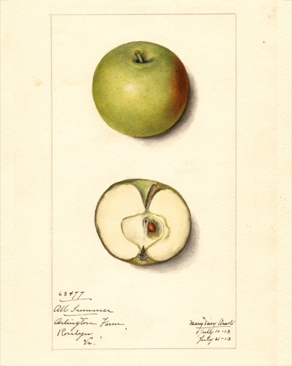 Historische Abbildung eines grünen Apfels mit einer rötlichen Stelle und eines aufgeschnittenen Apfels; USDA