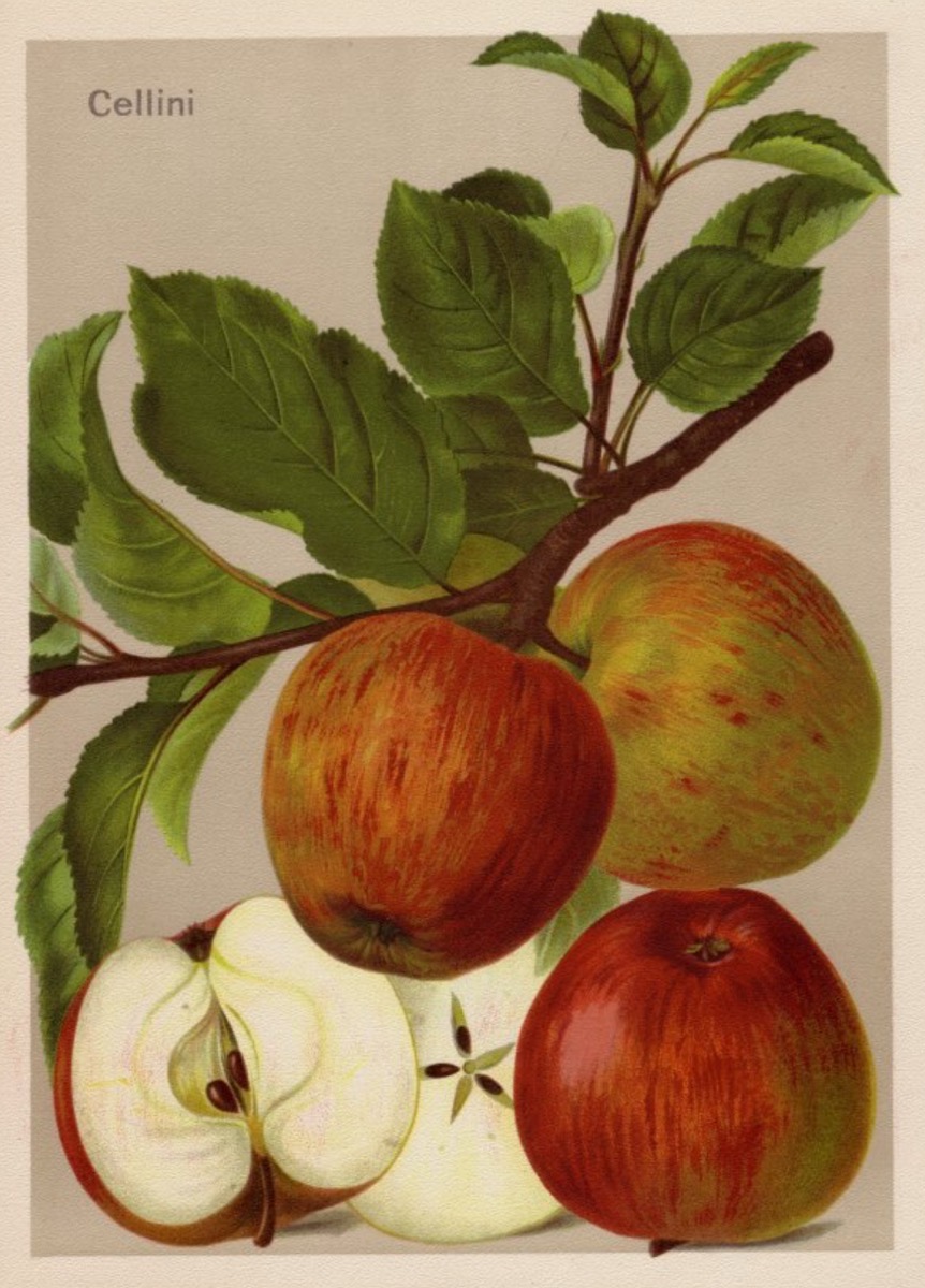 Historische Abbildung von gelblich-roten und aufgeschnittenen Äpfeln, dazu ein Zweig mit Blättern; BUND Lemgo