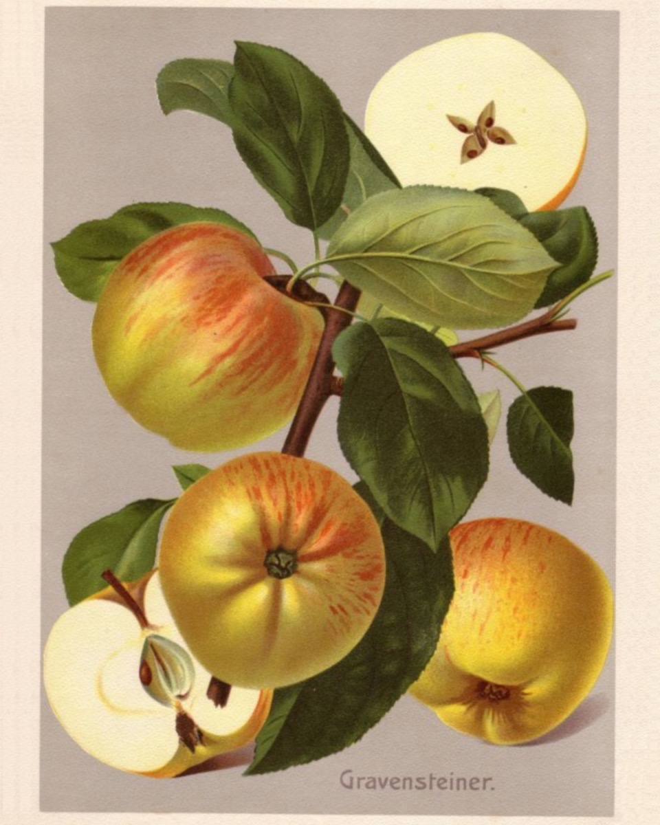 Historische Abbildung von gelblich-rötlichen Äpfel an einem Zweig mit Blättern und ein aufgeschnittenen Apfel; BUND Lemgo