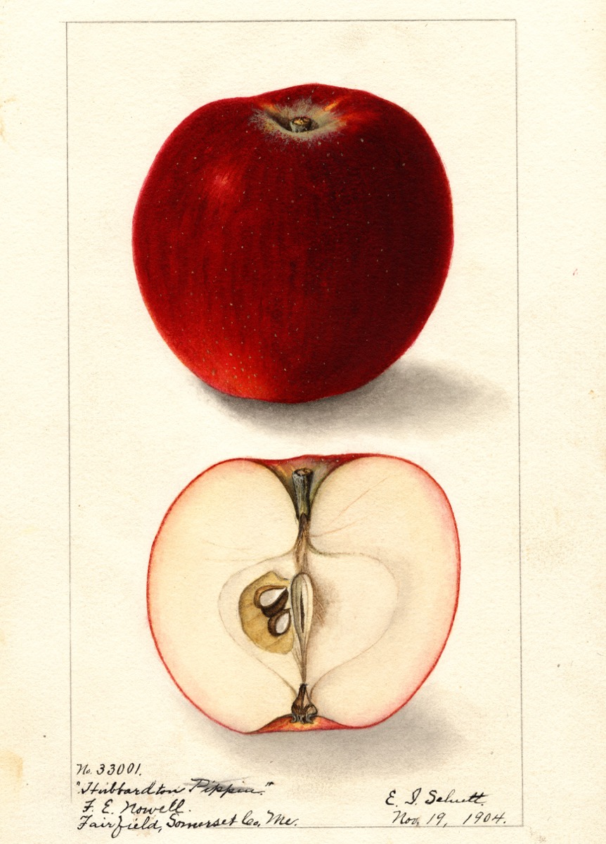 Historische Abbildung eineskräftig-roten und eines aufgeschnittenen Apfels; USDA