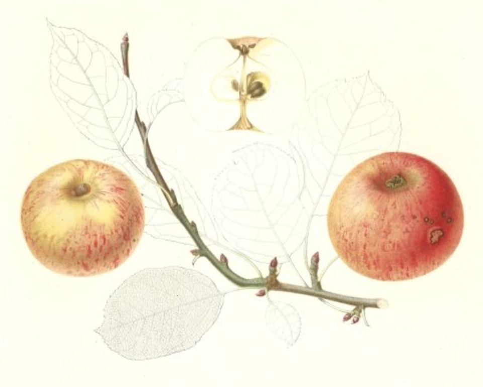 Historische Abbildung von zwei gelblich-roten Äfeln neben einem Zweig sowie ein aufgeschnittener Apfels; BUND Lemgo