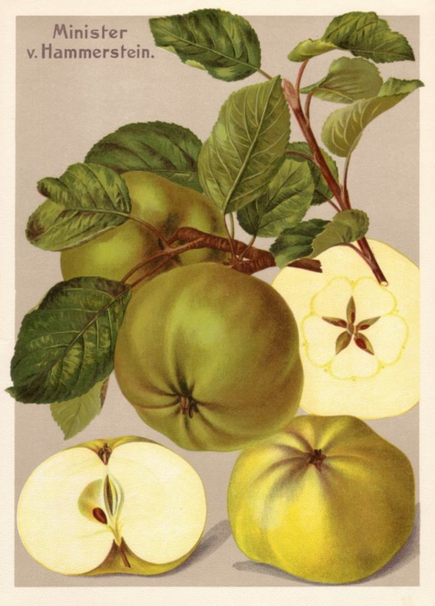 Historische Abbildung eines Zweiges mit Blättern, gelbgrünen Äpfeln und zweier aufgeschnittener Äpfel; BUND Lemgo