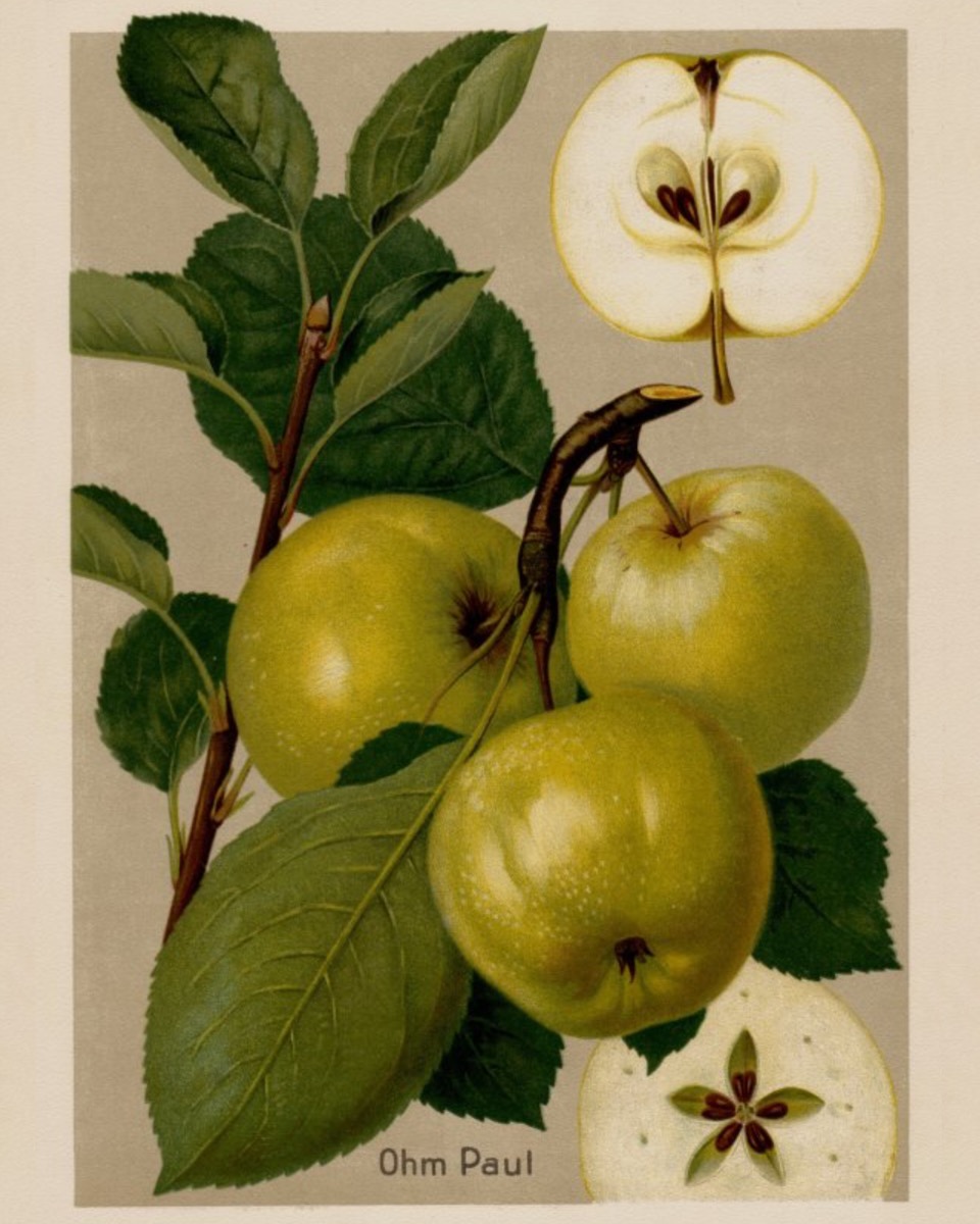 Historische Abbildung eines Zweiges mit Blättern und drei gelblich-grünlichen Äpfeln sowie eines aufgeschnittenen Apfels; BUND Lemgo
