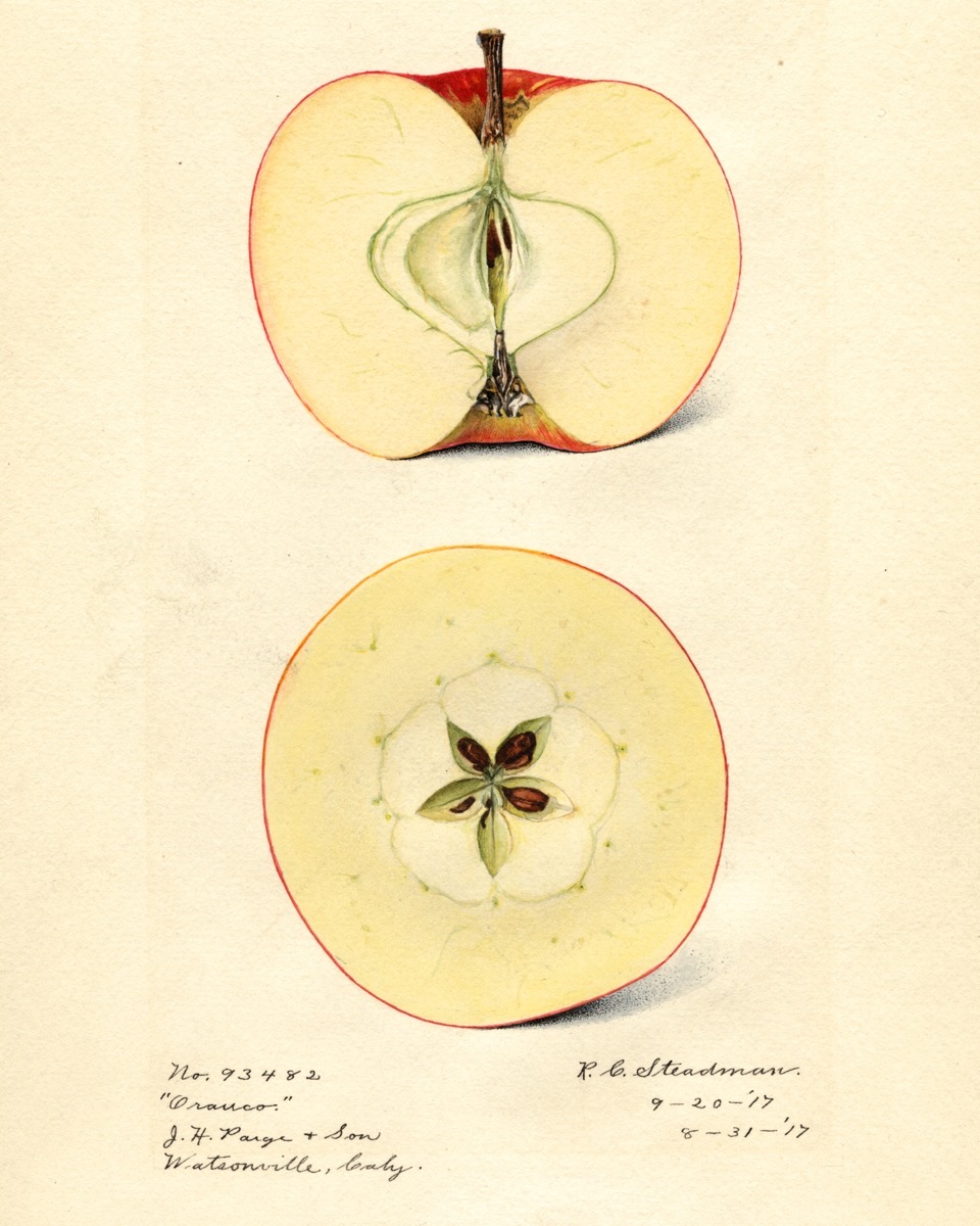 Historische Abbildung eines vertikal und eines horizontal Apfels; USDA