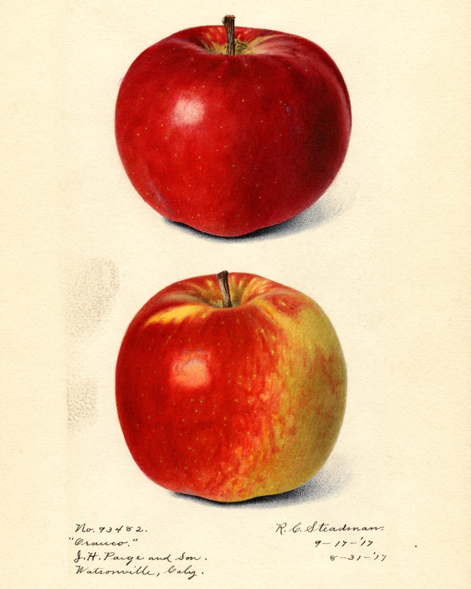 Historische Abbildung eines roten und eines rot-gelben Apfels; USDA