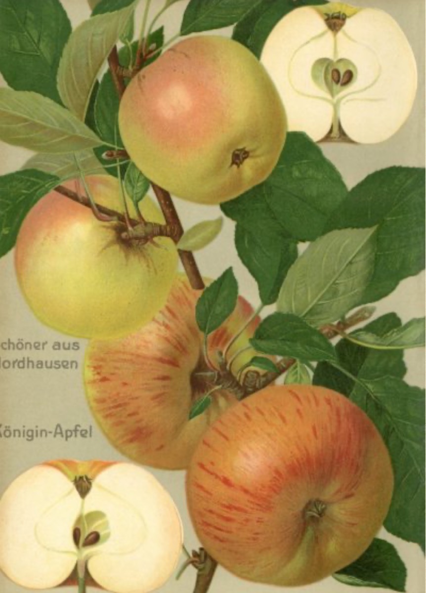 Historische Abbildung eines Zweiges mit Blättern und gelblich-rötlichen Äpfeln und eines aufgeschnittenen Apfels; BUND Lemgo