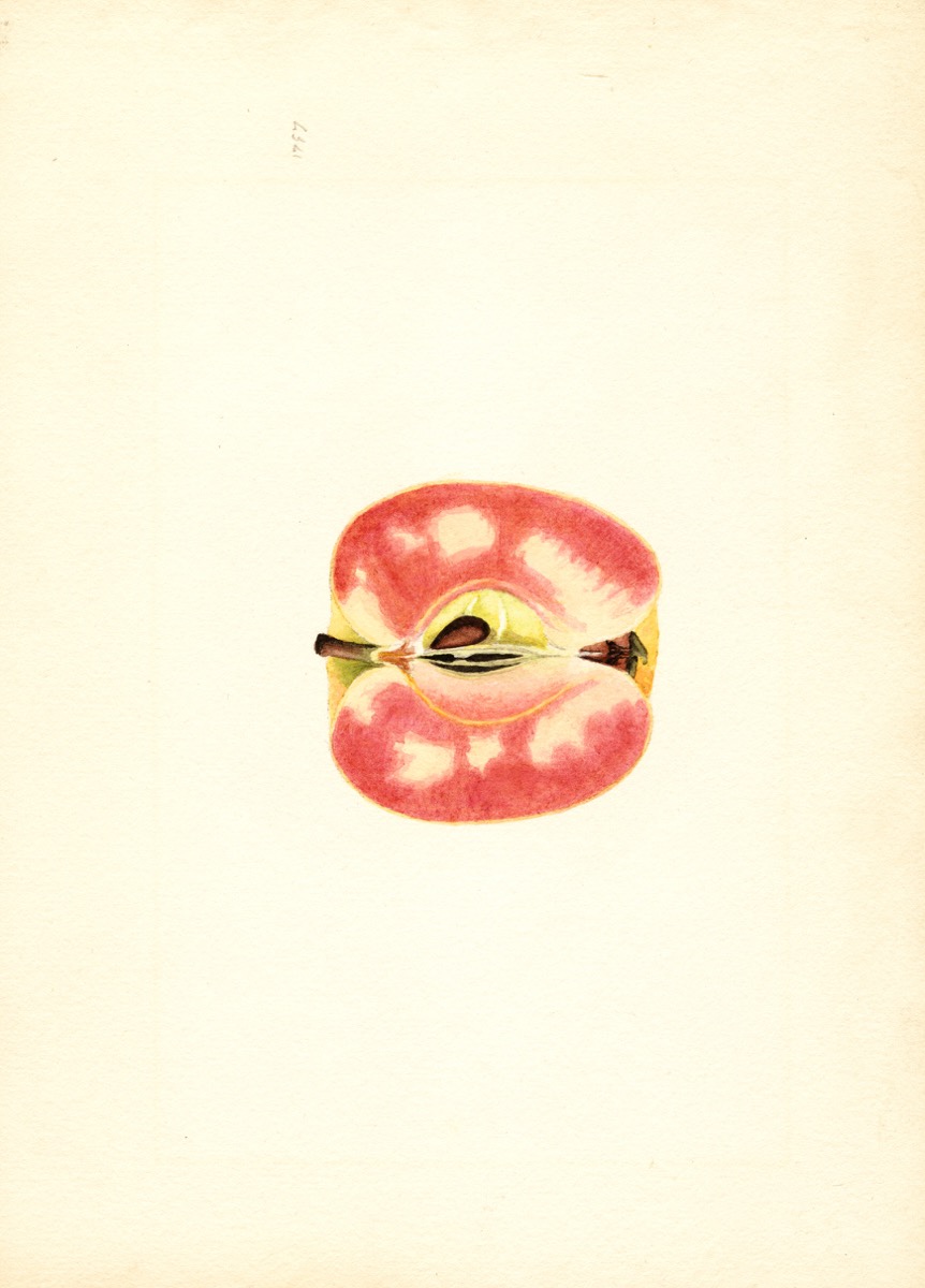 Historische Abbildung eines aufgeschnittenen Apfels mit rotem und weißen Fruchtfleisch; USDA
