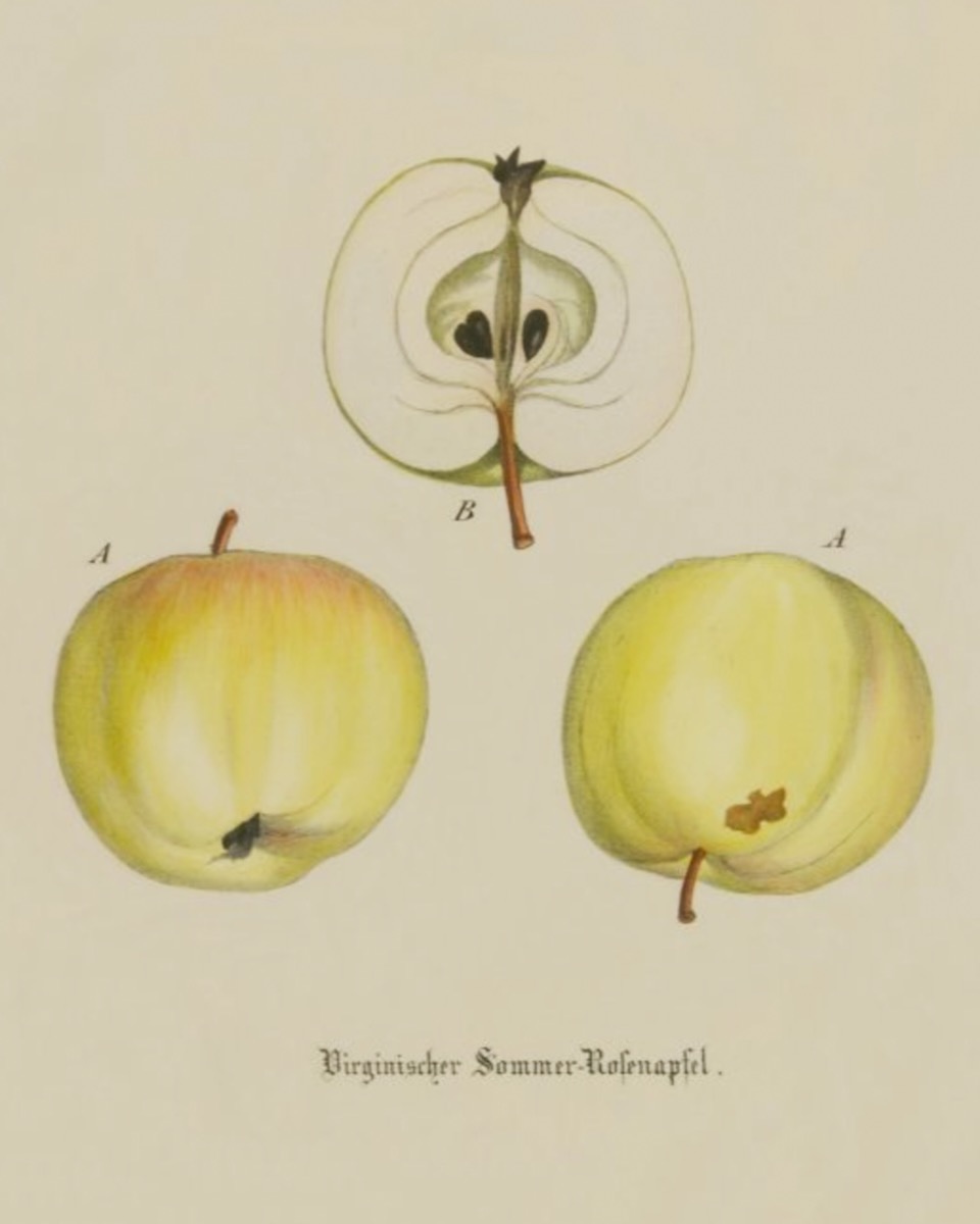 Historische Abbildung zweier gelblicher Äpfel und eines aufgeschnittenen Apfels; BUND Lemgo