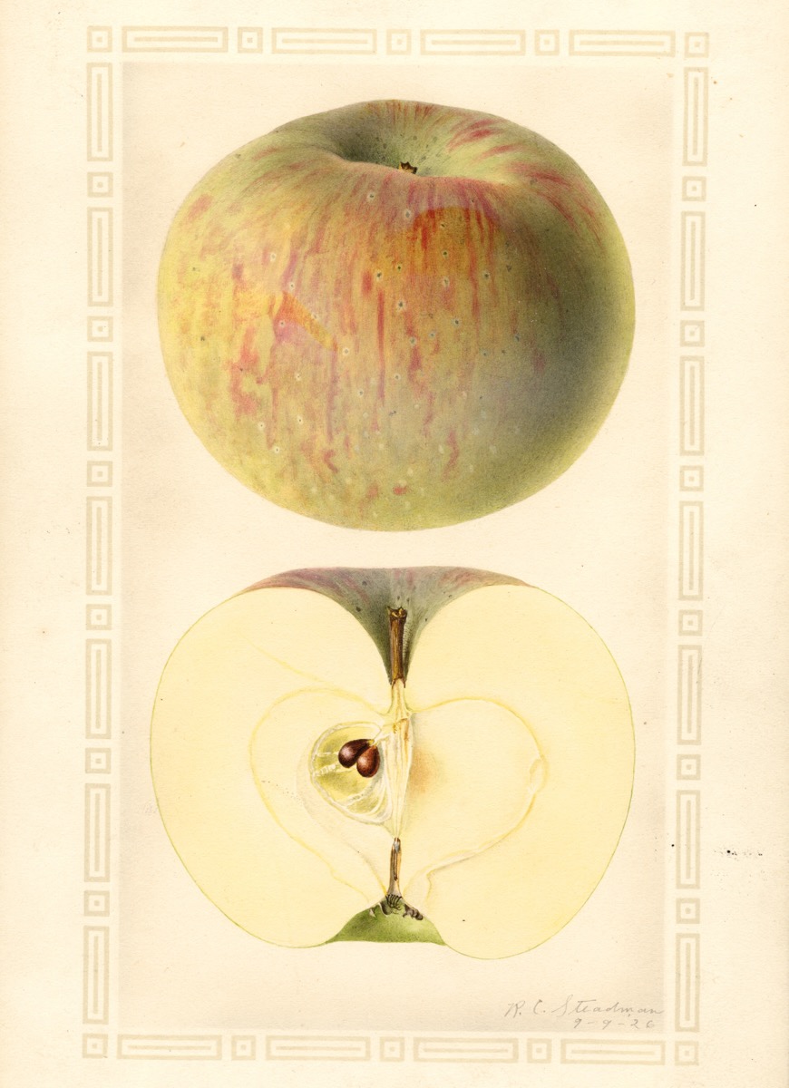 Historische Abbildung eines grünlich-rötlichen und eines aufgeschnittenen Apfels; USDA