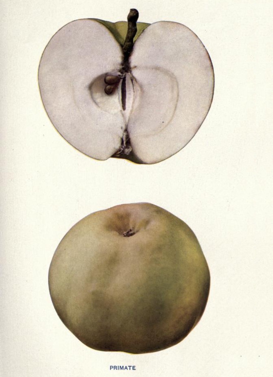 Historisches Farbfoto eines aufgeschnittenen und eines gelblich-grünen Apfels; Biodiversity Heritage Library