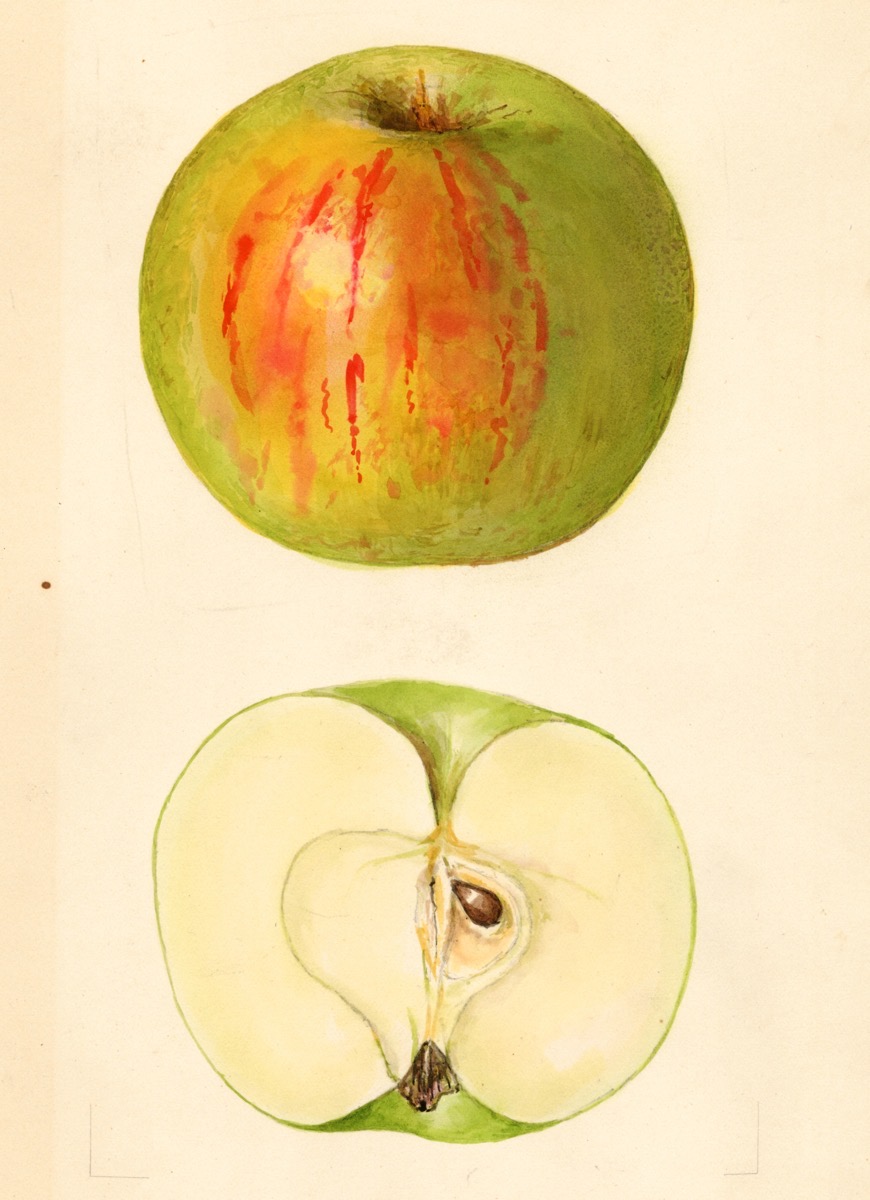 Historische Abbildung eines grünen Apfels mit rötlichen Streifen und eines aufgeschnittenen Apfels; USDA