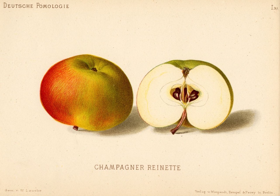 Historische Abbildung eines gelblich-roten und eines aufgeschnittenen Apfels; Wageningen University & Research