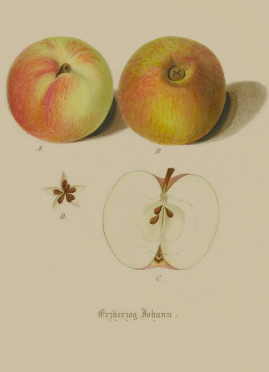 Historische Abbildung vongelblich-rötlichen Äpfeln und von einem aufgeschnittenen Apfels; BUND Lemgo