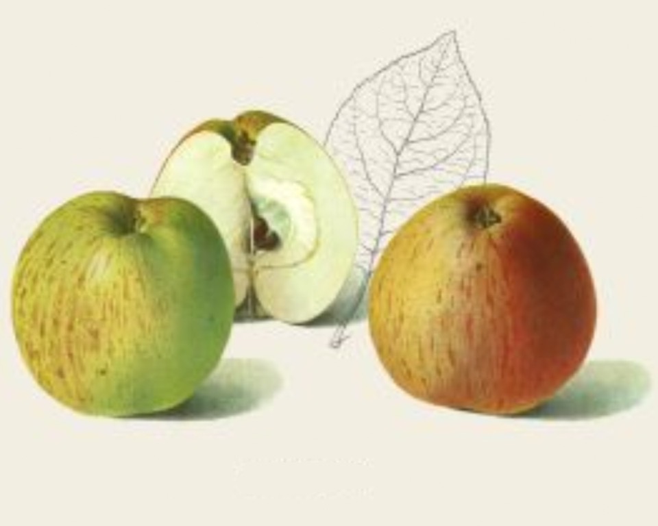 Historische Abbildung eines grünlichen, eines rötlichen, eines aufgeschnittenen Apfels sowie eines stilisierten Blattes; BUND Lemgo