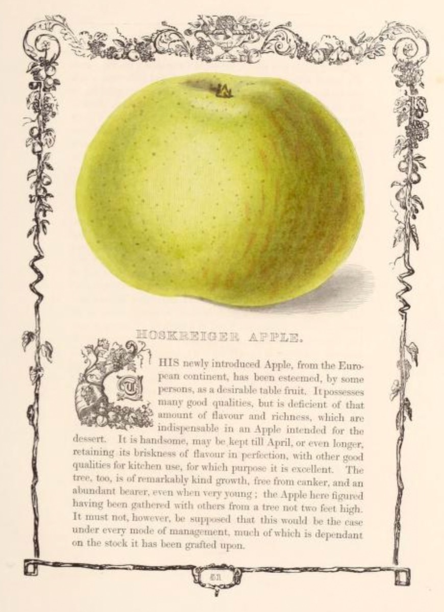 Historische Abbildung einer Buchseite mit Text, Ornament-Rahmen und einem grünen Apfels; Biodiversity Heritage Library