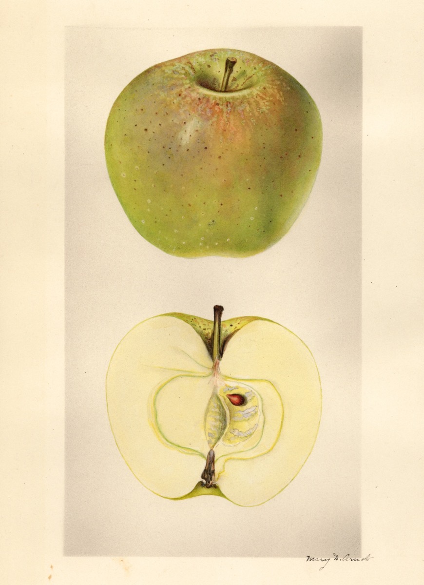 Historische Abbildung eines gelblich-grünen und eines aufgeschnittenen Apfels; USDA