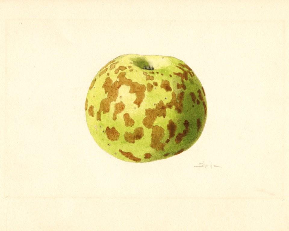 Historische Abbildung eines grünlichen Apfels mit auffälliger, bräunlicher Musterung; USDA