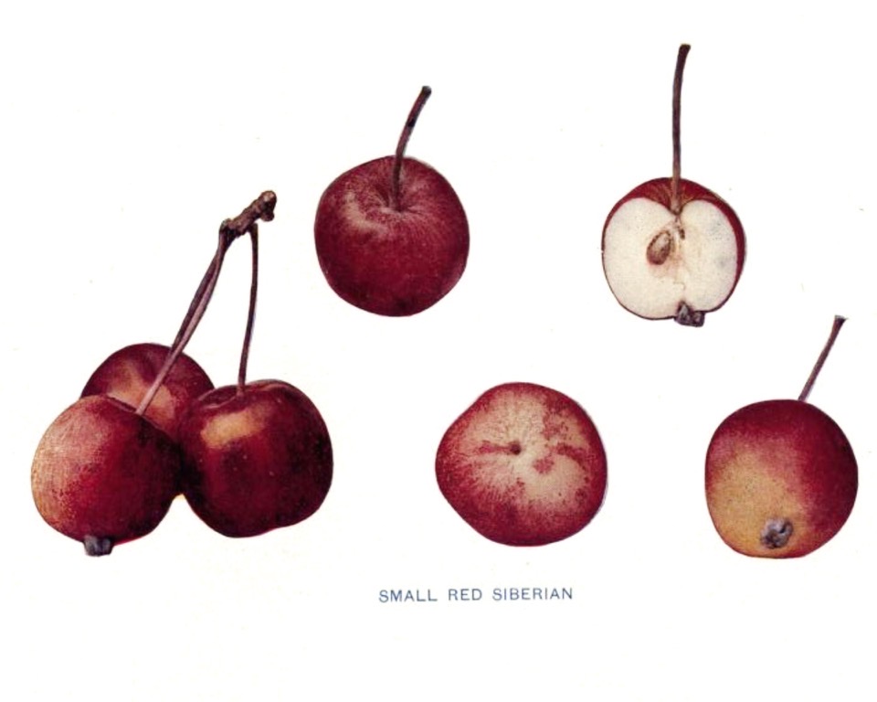 Historische Abbildung kleiner roter Äpfel und eines aufgeschnittenen Apfels; USDA