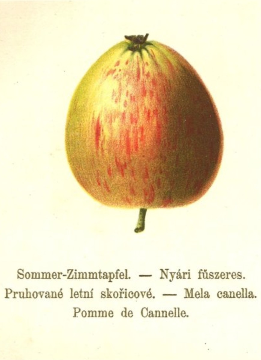 Historische Abbildung eines gelblich-rötlichen Apfels mit Beschriftung der Namen in verschiedenen Sprachen; BUND Lemgo