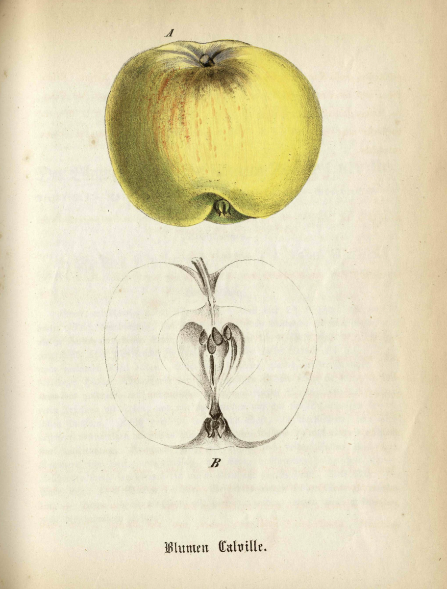 Historische Abbildung eines gelblichen und eines aufgeschnittenen Apfels; Deutsche Gartenbaubibliothek e.V.