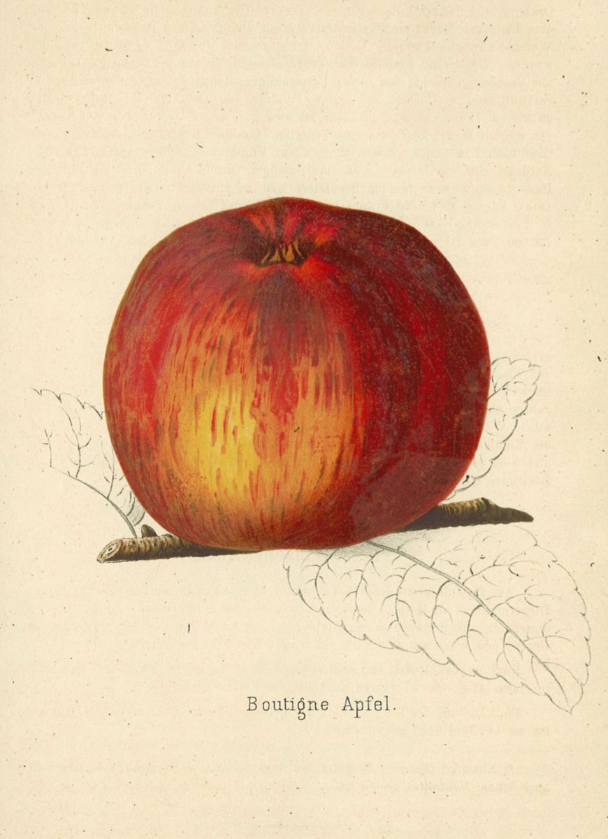 Historische Abbildung eines gelblich-roten Apfels am Zweig sowie ein skizziertes Blatt; Gartenbaubliothek e.V.