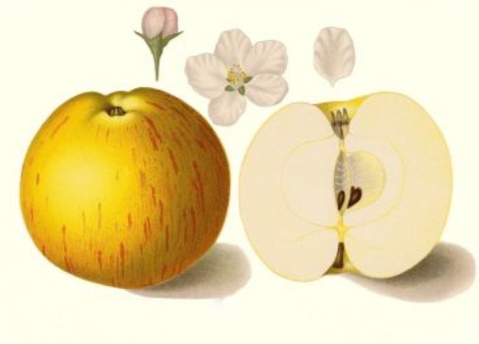 Historische Abbildung eines gelben Apfels mit kleinen roten Streifen, eines aufgeschnittenen Apfels und Blüten; BUND Lemgo
