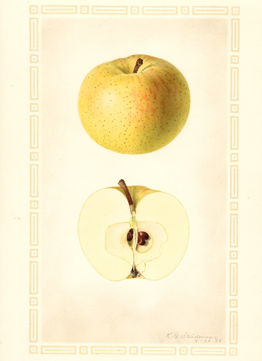 Historische Abbildung eines gelben und eines aufgeschnittenen Apfels; USDA