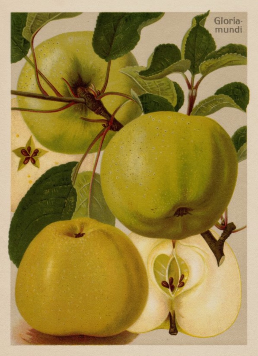 Historische Abbildung von drei grün-gelblichen Äpfel an einem belaubten Zweig und eines aufgeschnittenen Apfels; BUND Lemgo