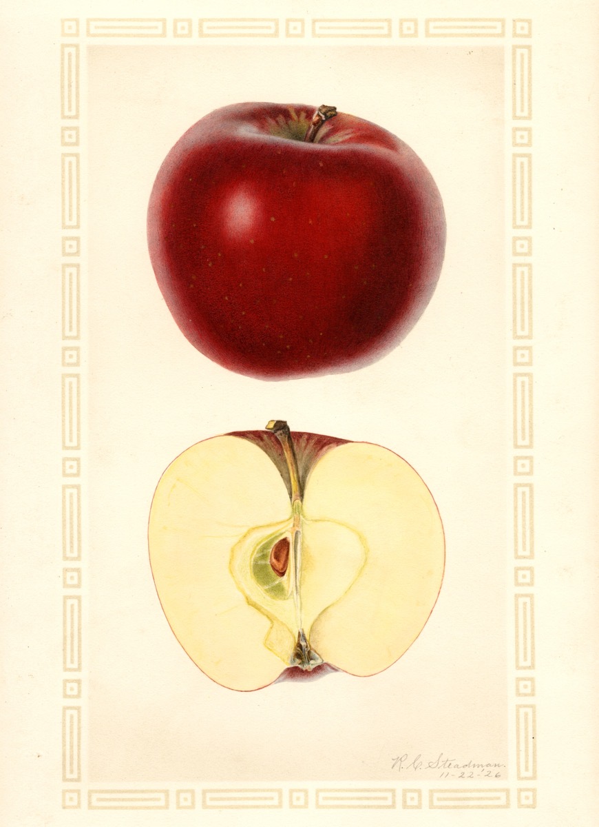 Historische Abbildung eines dunkelroten, glänzenden und eines aufgeschnittenen Apfels; USDA