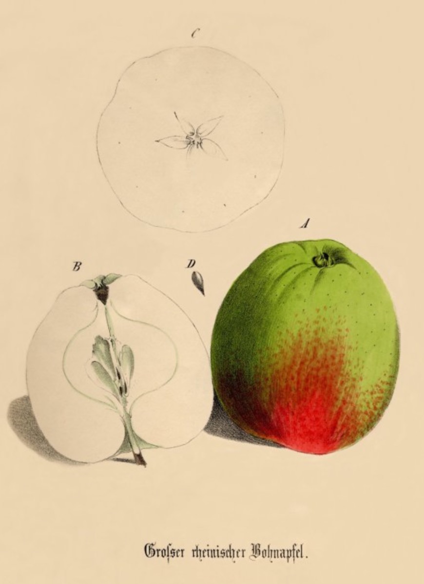 Historische Abbildung eines grün-rötlichen Apfels und eines Längs- und eines Querschnitts sowie die Beschriftung Großer rheinischer Bohnapfel; BUND Lemgo