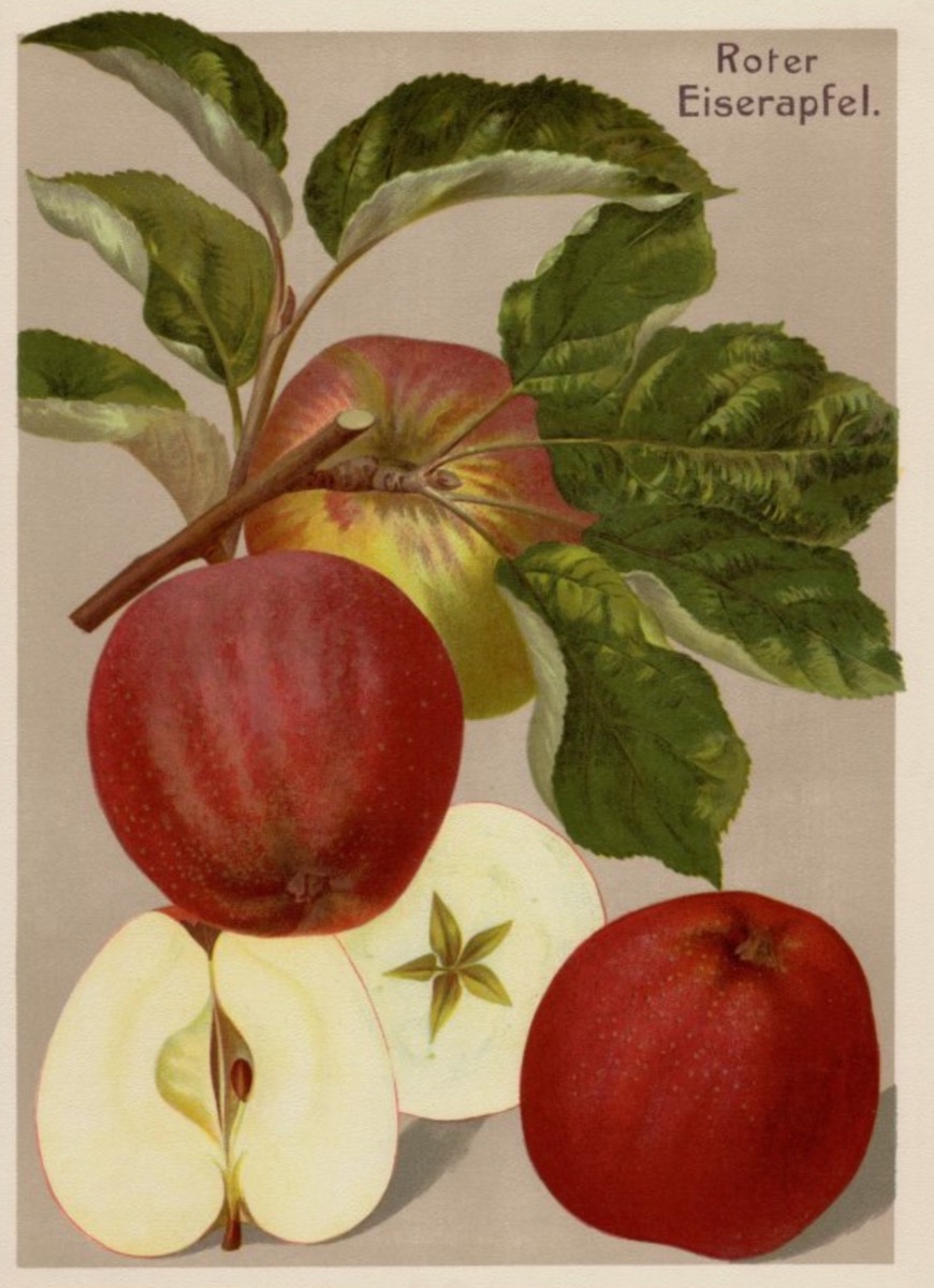 Historische Abbildung von drei roten an einem Zweig mit Blättern und eines aufgeschnittenen Apfels; BUND Lemgo