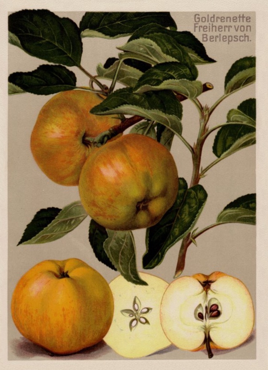 Historische Abbildung eines Zweiges mit Blättern und zwei rötlich-grünen Äpfeln und eines aufgeschnittenen Apfels; BUND Lemgo
